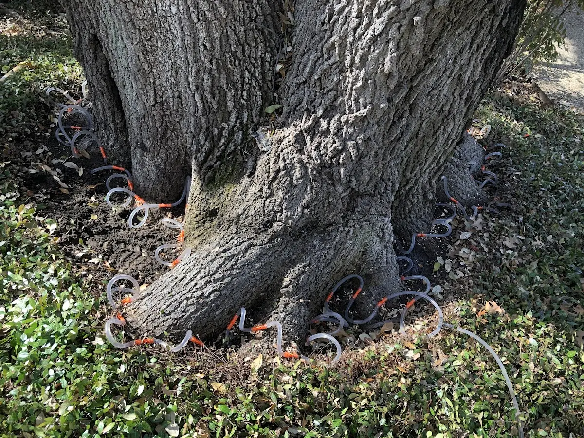 Detailed Tree Cabling and Bracing job site in Rattan