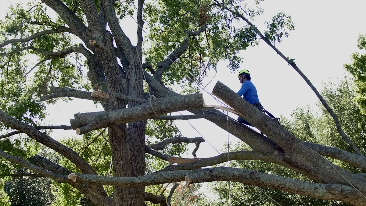 Professional Crown Thinning performed by certified arborists in Rattan