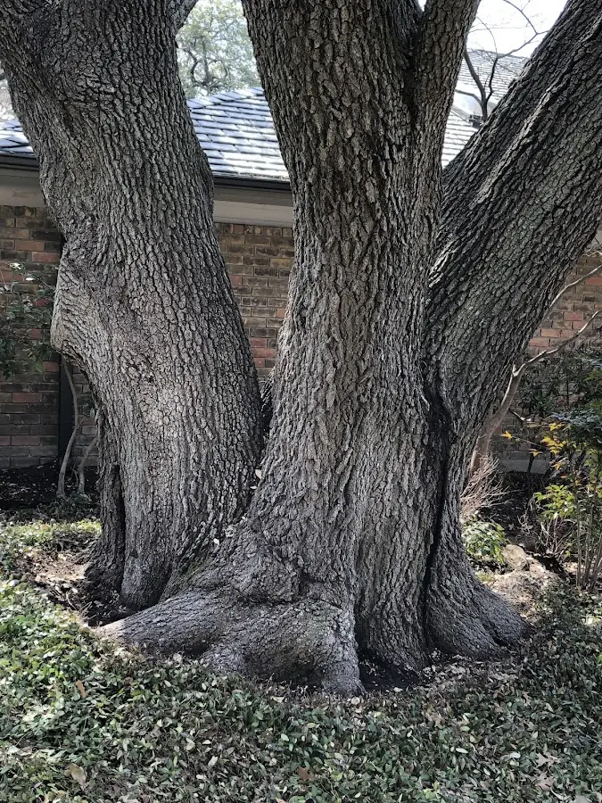 Mature heritage tree close to a Rattan property cared for by certified arborists